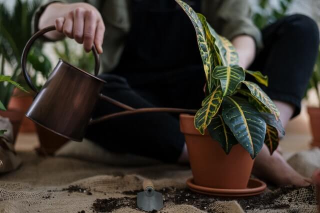 Persona regando una planta en maceta usando una regadera de cobre en un ambiente interior; la planta exhibe hojas grandes verdes con vetas amarillas. La persona, sentada sobre una tela de arpillera, utiliza herramientas de jardinería en un entorno lleno de otras macetas, evocando prácticas sostenibles, jardinería eco-friendly y la conexión con la naturaleza en un hogar ecológico