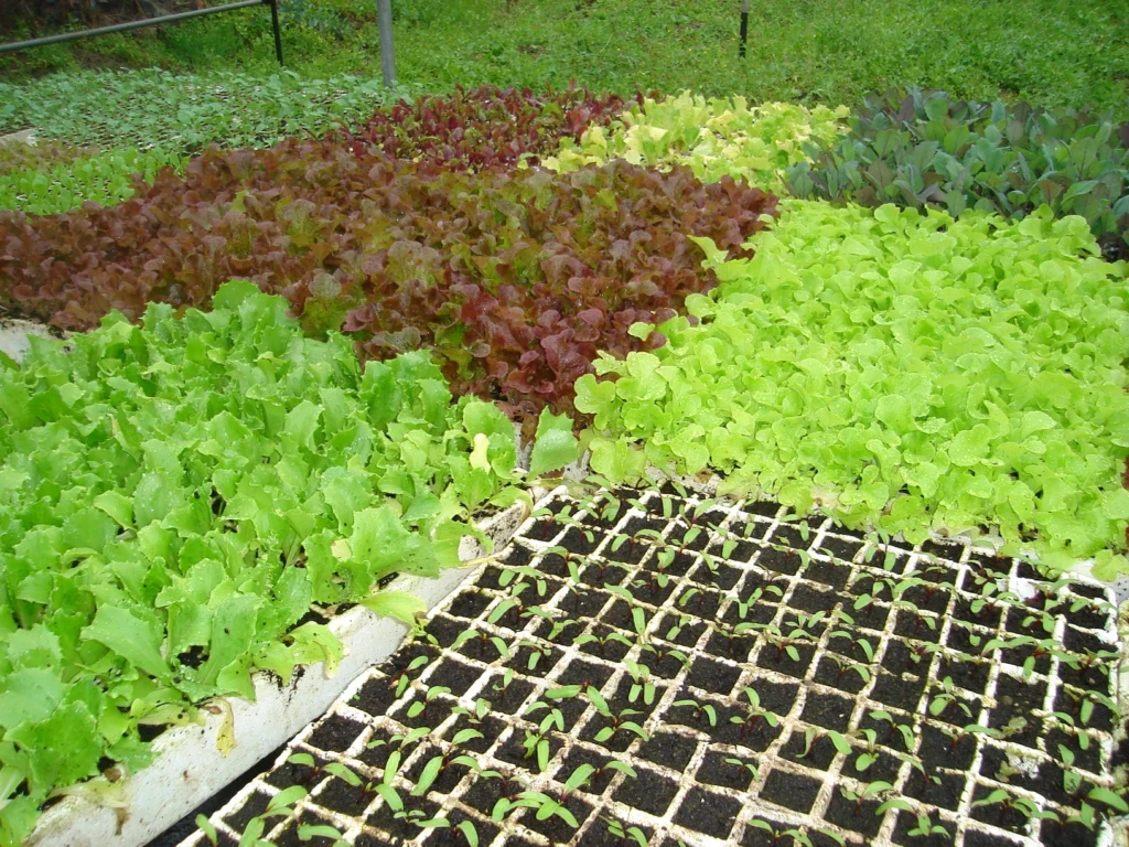 Cultivo de hortalizas en diferentes etapas de crecimiento, con hojas verdes y rojizas organizadas en hileras. La imagen resalta la biodiversidad agrícola y las técnicas sostenibles utilizadas en la producción de alimentos frescos, en armonía con el ecosistema