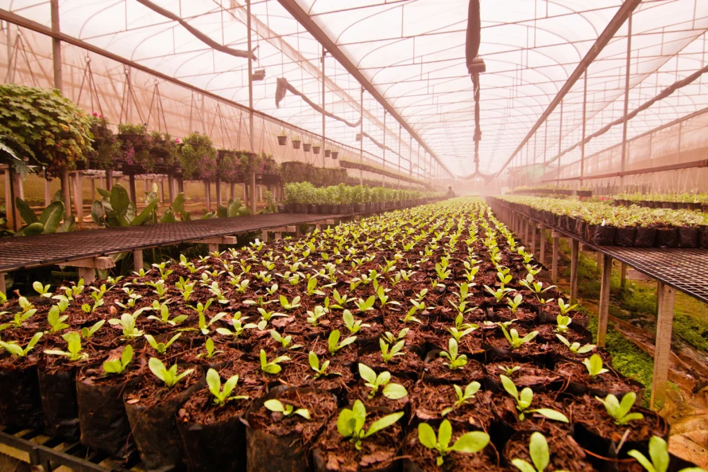 Interior de un invernadero con filas de plantas jóvenes creciendo en macetas individuales sobre plataformas elevadas. La estructura está cubierta con material translúcido que favorece la entrada de luz y la protección de los cultivos. La imagen resalta técnicas de agricultura sostenible y el aprovechamiento de espacios controlados para el cultivo ecológico.